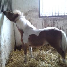 Miniature bølle fisen