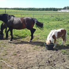 Miniature bølle fisen