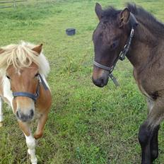 Miniature bølle fisen