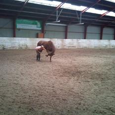 Anden særlig race Branco. 