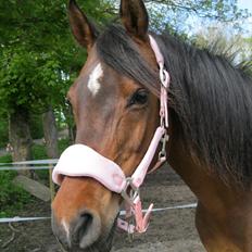 DSP Tovdal's miss DayDream