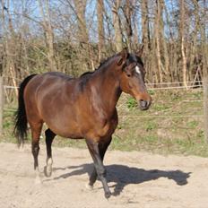 DSP Tovdal's miss DayDream