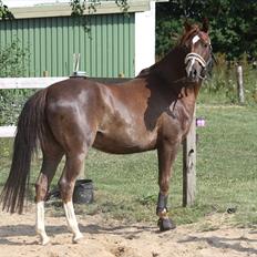 DSP Rosenkildes Marquis