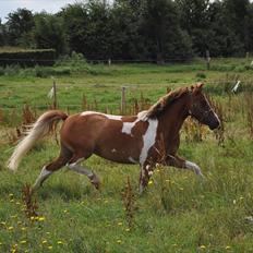 Anden særlig race Johnny Boy (Ikke min)