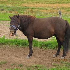 Shetlænder Madonna *Mia*