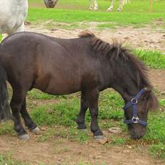Shetlænder Madonna *Mia*