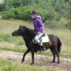 Shetlænder Madonna *Mia*