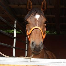 Anden særlig race Time and Patience