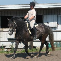 New Forest | Lundemarksgårds C. Ance *B-PONY*