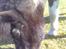 Shetlænder Sofus R.I.P Min skat