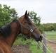 Oldenborg scaro R.I.P