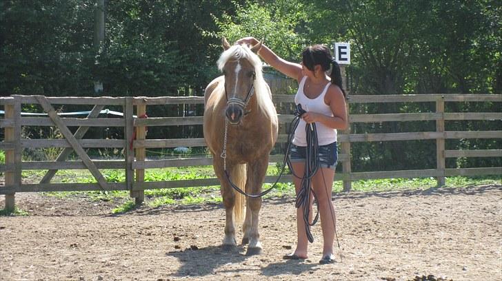 Haflinger Charlie - <3 billede 5