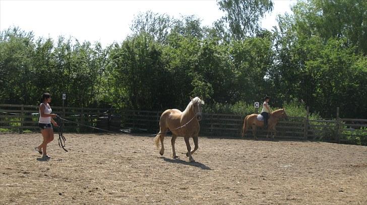 Haflinger Charlie - Den fine dreng! billede 6