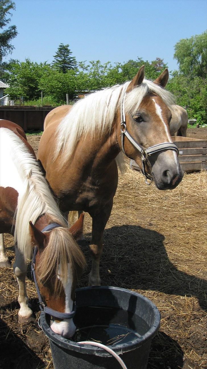Haflinger Charlie - Så smuk! billede 7