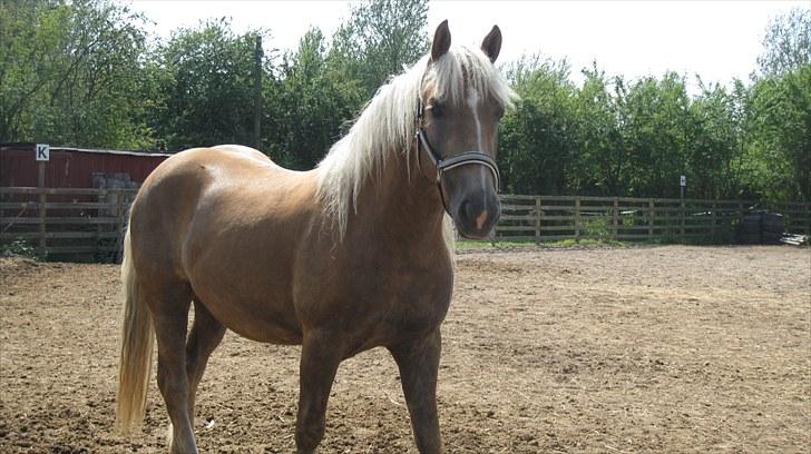 Haflinger Charlie - Dagen efter han kom<3 billede 8