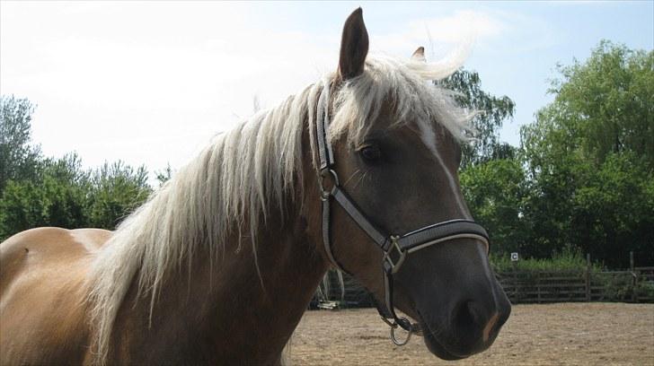 Haflinger Charlie - Dagen efter han kom<3 billede 9