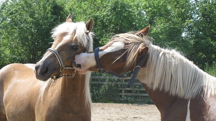 Haflinger Charlie - Charlie og Rocky billede 10