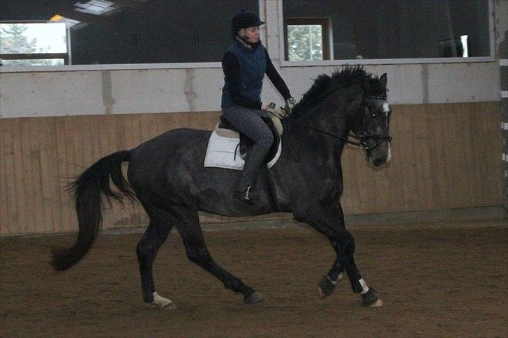 Anden særlig race Barnaby - Barnaby  4år - nu skal vi snart igang med springningen  billede 13