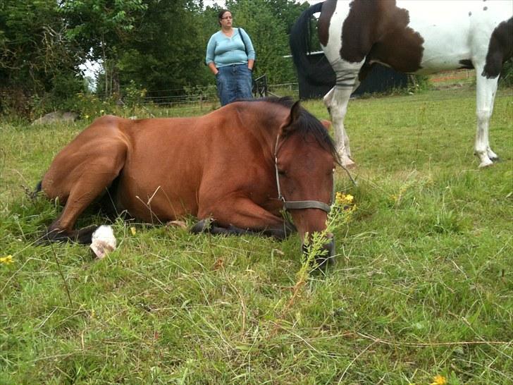 Traver Passat Crown solgt billede 1