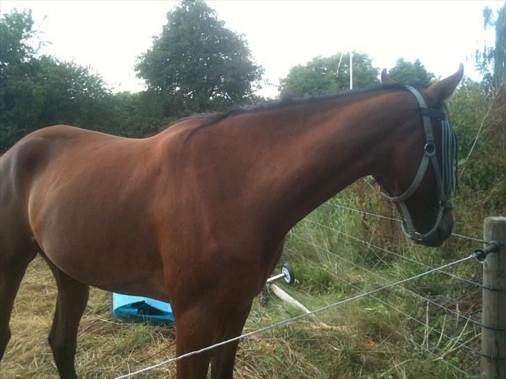 Traver Passat Crown solgt billede 2