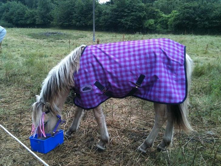 Fjordhest Quaade´s Freja solgt billede 1