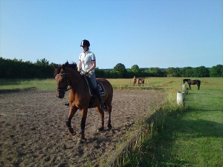 Pinto Cæsar af bæktoft billede 5