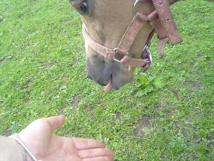 Palomino Golden Miss Honey solg - samger du goodt billede 2