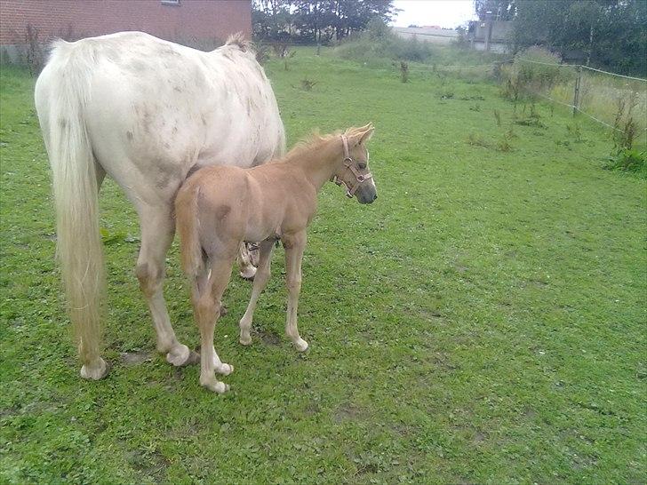 Palomino Golden Miss Honey solg - kommer du nu igen billede 6