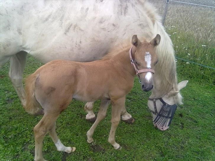 Palomino Golden Miss Honey solg - hvorfor kigge du på mig billede 9