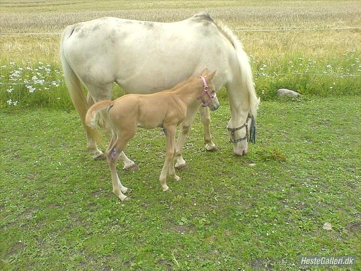 Palomino Golden Miss Honey solg - skal vi ikke komme vider billede 10