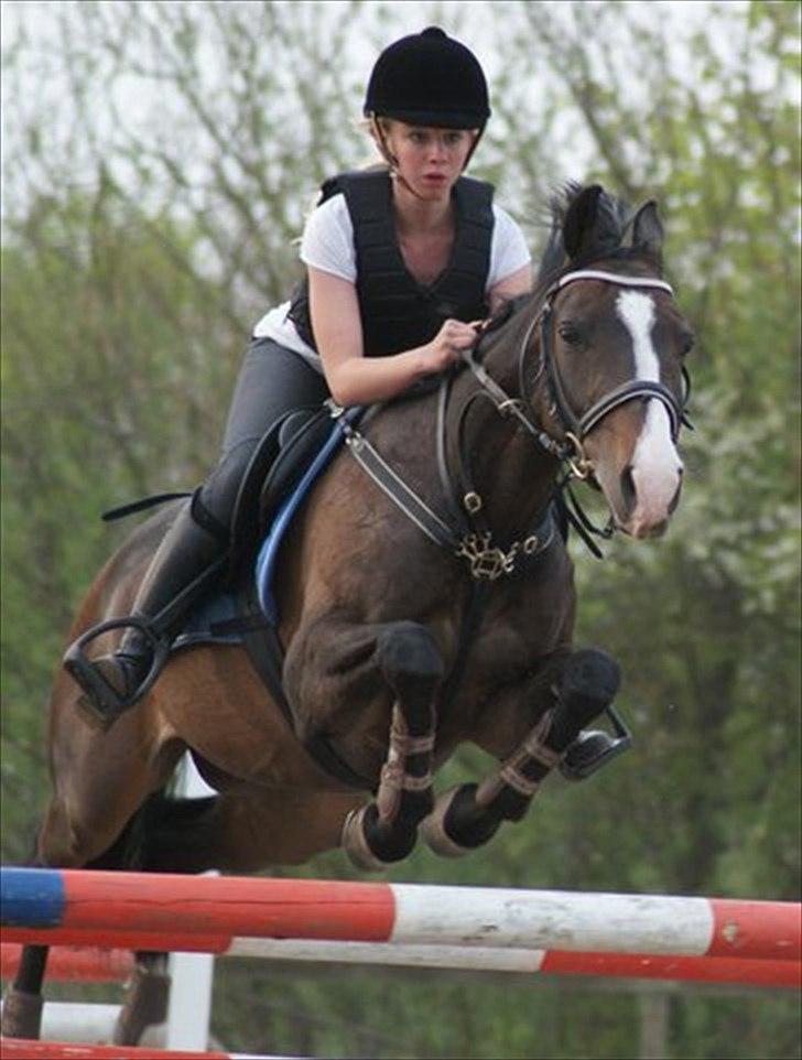 Hollandsk Varmblod TREFFER J B-PONY ~ A-PONY  - Velkommen til treffer profil!  - Her er vi til springtræning hos birgit :-)<33 billede 12