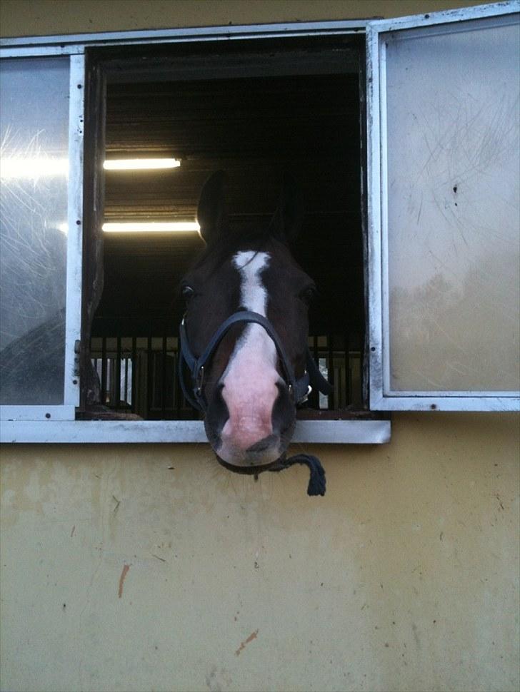 Hollandsk Varmblod TREFFER J B-PONY ~ A-PONY  - Hey SMUKKE $:<3 billede 10