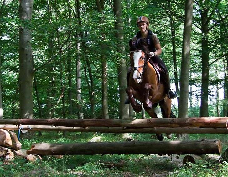 New Forest Firfod Fricazt - Terrænspringning på ridelejren 2010 billede 18