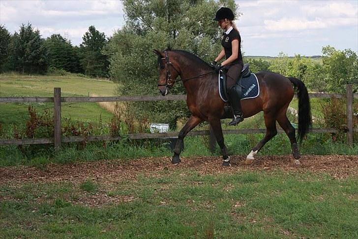 New Forest Opbroek´s Aron (solgt) -  trav på ridebanen :b billede 18