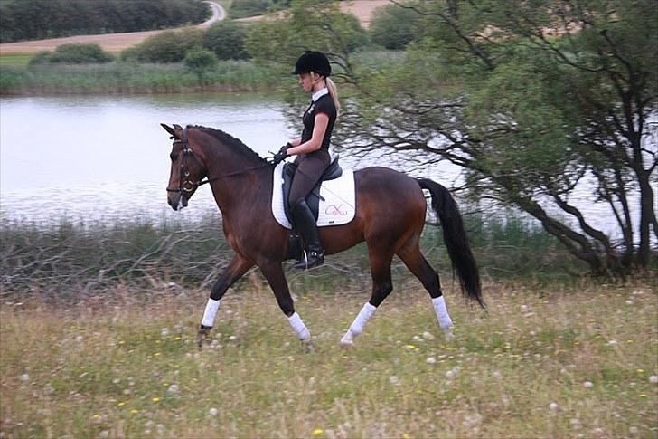 New Forest Opbroek´s Aron (solgt) - Aron i trav nede ved søen <3  billede 20