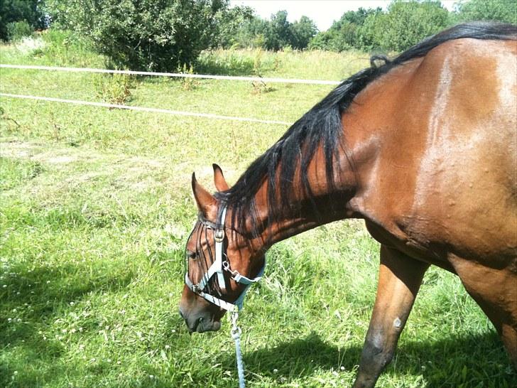 Traver Passat Crown solgt billede 3