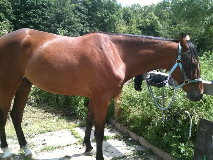 Traver Passat Crown solgt - Første dagen jeg fik ham hjem... billede 4