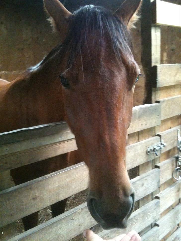 Traver Passat Crown solgt - nede i den gamle stald billede 5