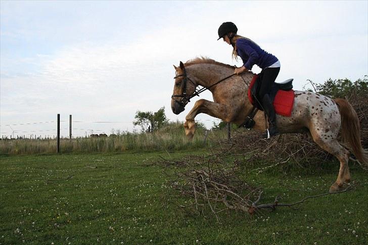 Knabstrupper Apachie <3 - ikke røre :p {foto: kira} billede 19