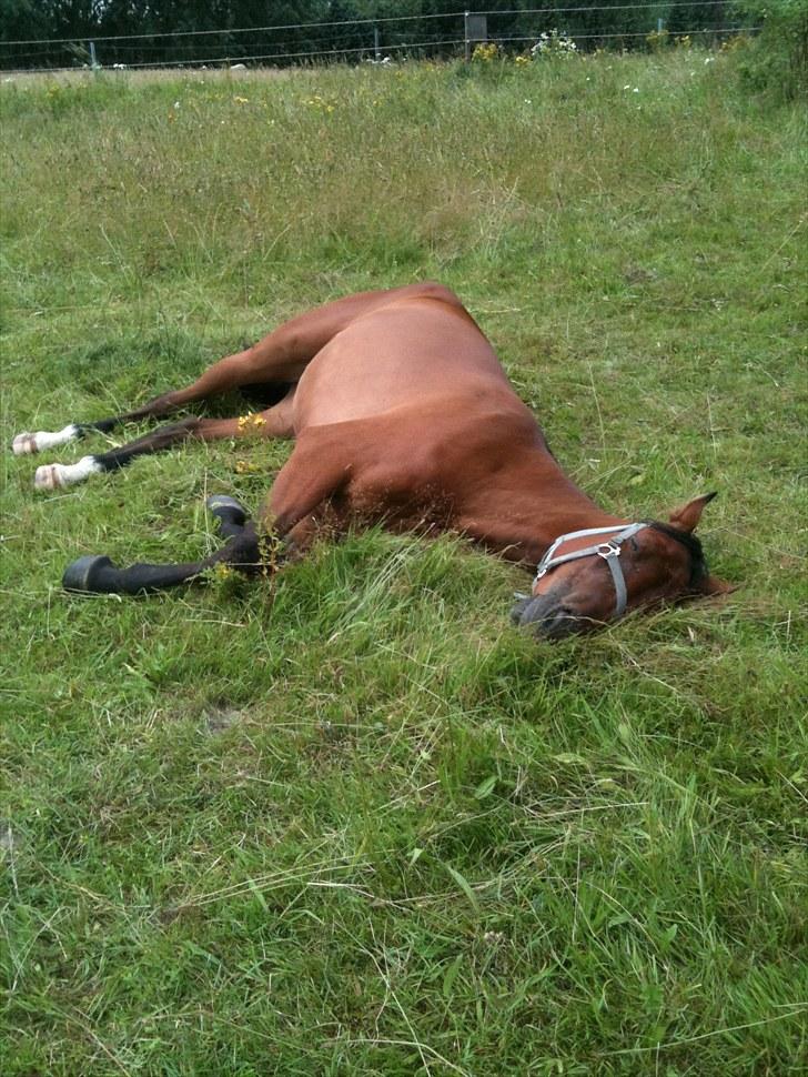 Traver Passat Crown solgt - Tidlig morgen:o) Taget på sengen hehe billede 6