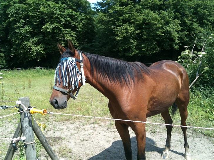 Traver Passat Crown solgt billede 7