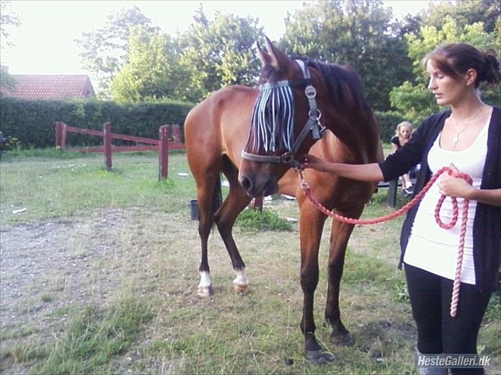 Traver Passat Crown solgt billede 8