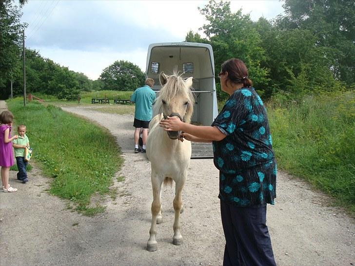 Fjordhest Quaade´s Freja solgt - Freja kommer hjem:o) billede 2