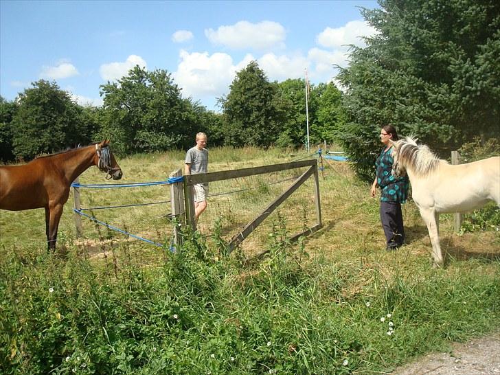 Fjordhest Quaade´s Freja solgt - Freja´s første dag hos passat:o) billede 3