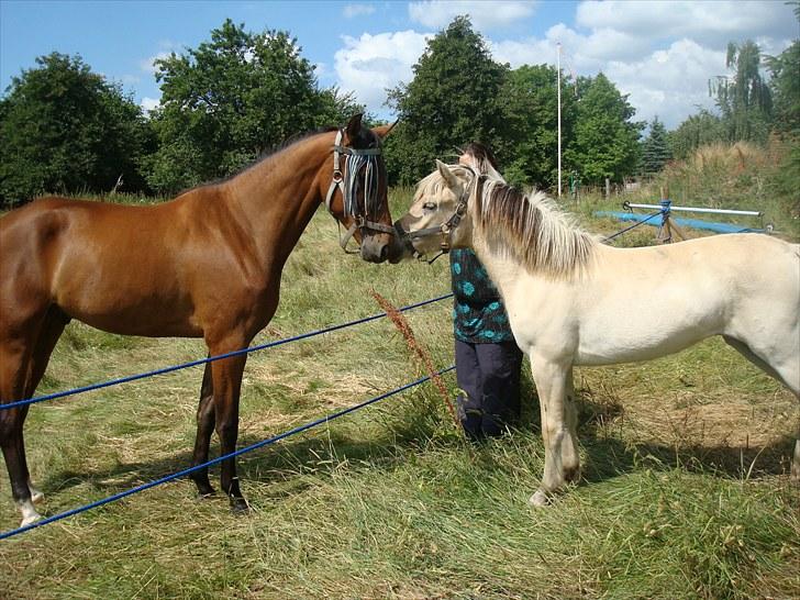 Fjordhest Quaade´s Freja solgt billede 4