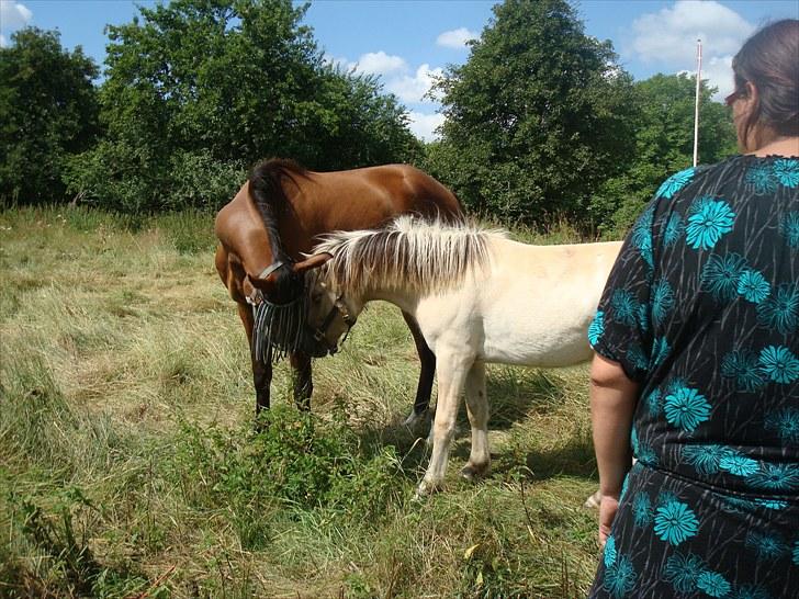 Fjordhest Quaade´s Freja solgt billede 5
