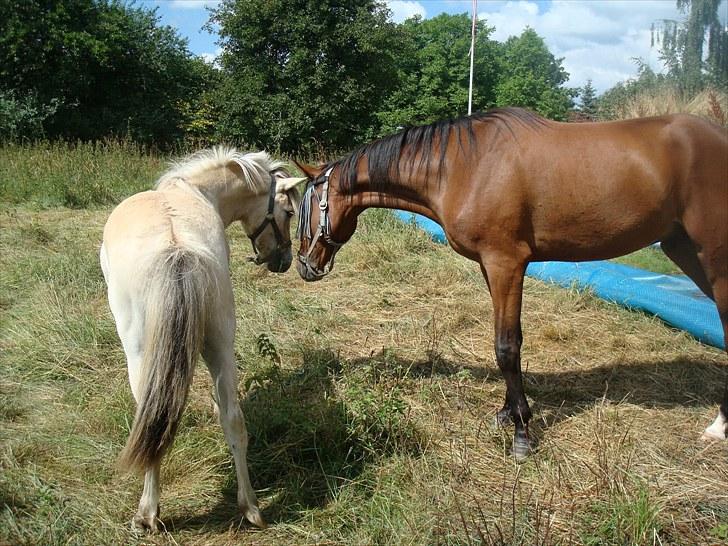Fjordhest Quaade´s Freja solgt billede 7