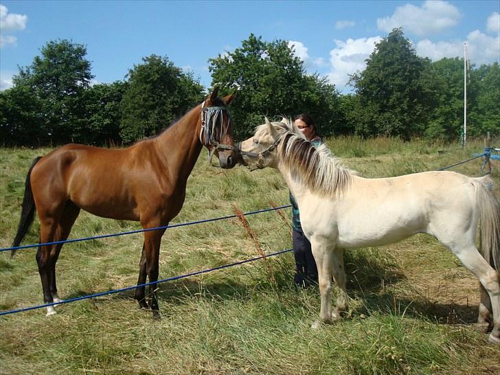 Traver Passat Crown solgt - Freja´s første dag hos Passat:o) billede 9