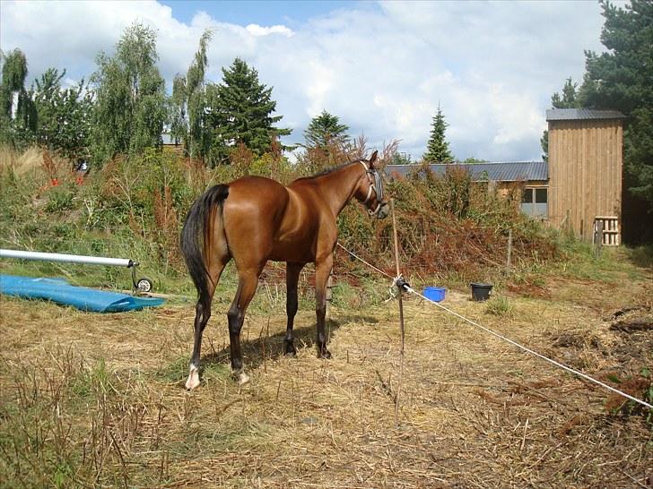 Traver Passat Crown solgt billede 10