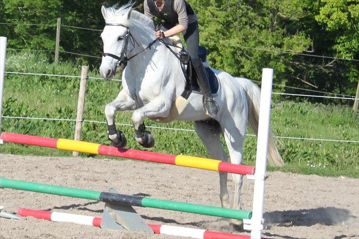 Anden særlig race Tybjerggaards Sully<3 - Sommer 2010 :) (billedet er taget af FkA-foto/Karo) billede 3